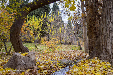 پاییز باغ شاهزاده ماهان