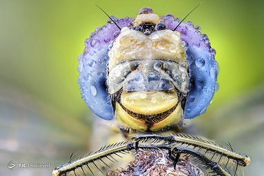تصاویر جذاب از حشرات