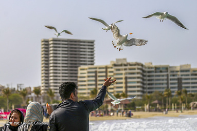 پرندگان مهاجر جزیره کیش