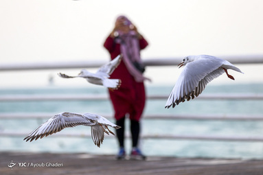 پرندگان مهاجر جزیره کیش