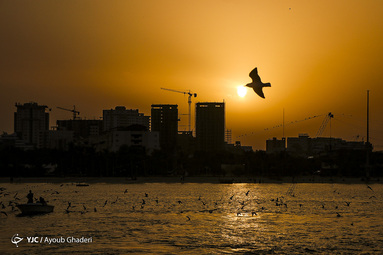 پرندگان مهاجر جزیره کیش