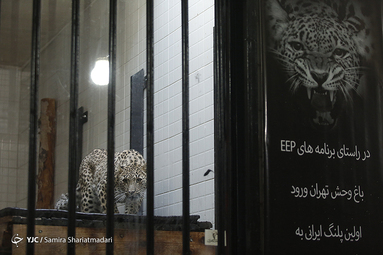 ورود اولین پلنگ ایرانی به ایران