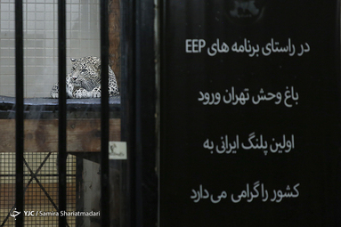 ورود اولین پلنگ ایرانی به ایران