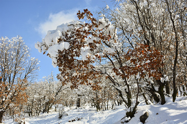 برف در یاسوج
