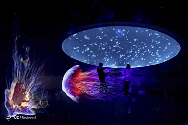 چتر دریایی در حال شنا در یک مخزن غول پیکر کروی در آکواریوم World Jellyfish در پراگ، جمهوری چک