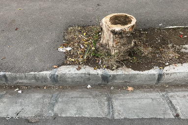 درختانی که نفس نمی‌کشند