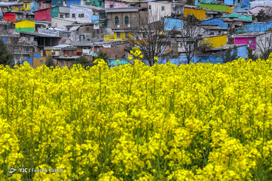 طبیعت زیبای بهاری در گلستان