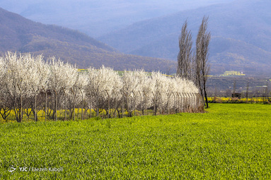 طبیعت زیبای بهاری در گلستان