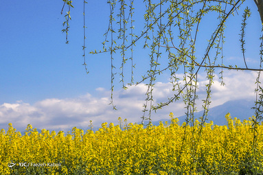 طبیعت زیبای بهاری در گلستان