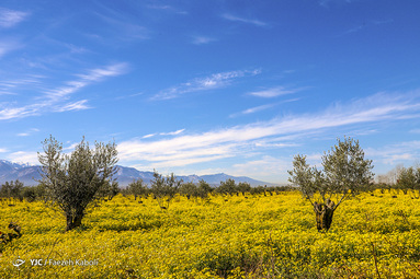 طبیعت زیبای بهاری در گلستان