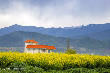 طبیعت زیبای بهاری در گلستان