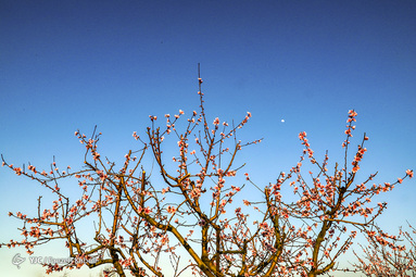 طبیعت زیبای بهاری در گلستان