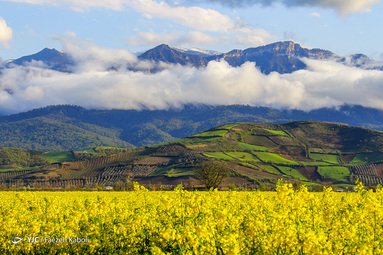 طبیعت زیبای بهاری در گلستان