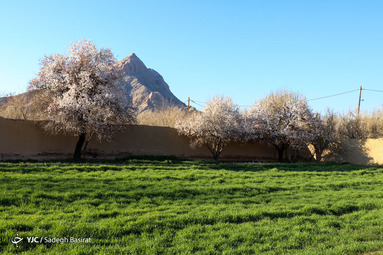 شکوفه‌های زیبای بهاری در آخرین ماه فصل زمستان در گلستان جوانه زده و شکوفا شده‌اند