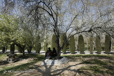 شکوفه های بهاری تهران