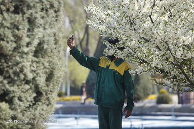 شکوفه های بهاری تهران
