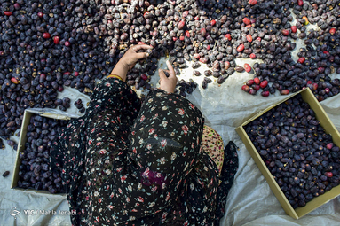 شکرچینان کویر