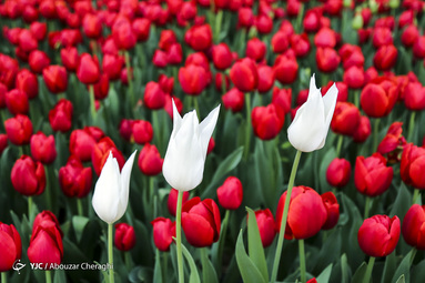 لاله‌ای برای مادران