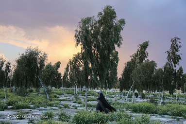 پنجشنبه پیشگیرانه آخر سال