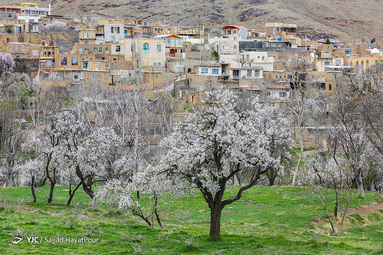 شکوفه های زیبای بهاری روستای ابرجس _ قم
