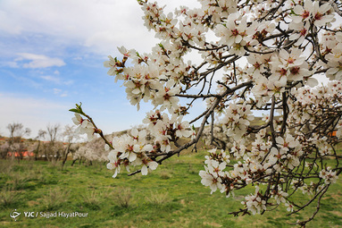 شکوفه های زیبای بهاری روستای ابرجس _ قم