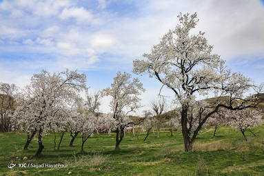 شکوفه های زیبای بهاری روستای ابرجس _ قم