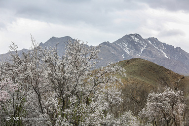 شکوفه های زیبای بهاری روستای ابرجس _ قم