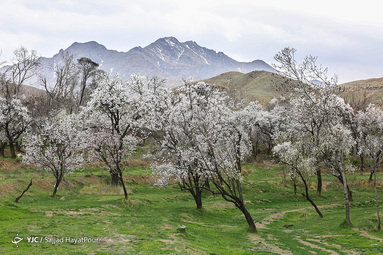شکوفه های زیبای بهاری روستای ابرجس _ قم