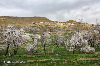 شکوفه های زیبای بهاری روستای ابرجس _ قم