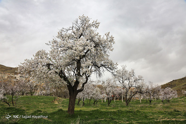 شکوفه های زیبای بهاری روستای ابرجس _ قم