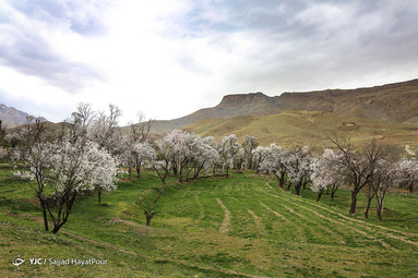 شکوفه های زیبای بهاری روستای ابرجس _ قم