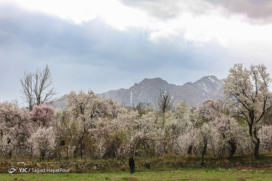 شکوفه های زیبای بهاری روستای ابرجس _ قم