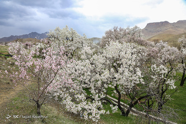 شکوفه های زیبای بهاری روستای ابرجس _ قم