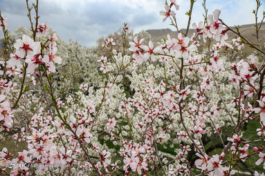 شکوفه های زیبای بهاری روستای ابرجس _ قم