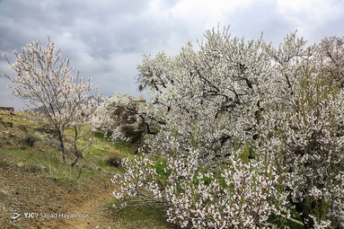 شکوفه های زیبای بهاری روستای ابرجس _ قم