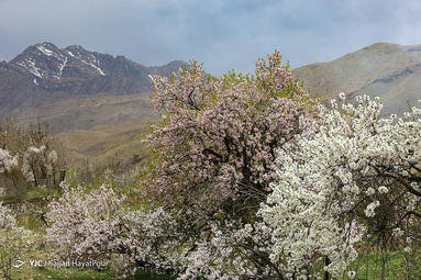 شکوفه های زیبای بهاری روستای ابرجس _ قم