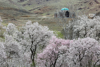 شکوفه های زیبای بهاری روستای ابرجس _ قم