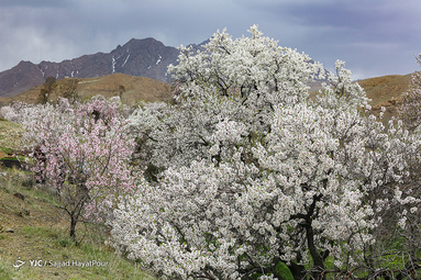 شکوفه های زیبای بهاری روستای ابرجس _ قم