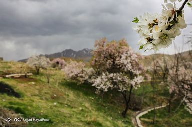 شکوفه های زیبای بهاری روستای ابرجس _ قم