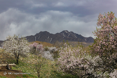 شکوفه های زیبای بهاری روستای ابرجس _ قم