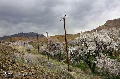 شکوفه های زیبای بهاری روستای ابرجس _ قم