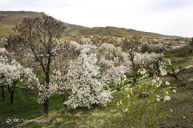 شکوفه های زیبای بهاری روستای ابرجس _ قم