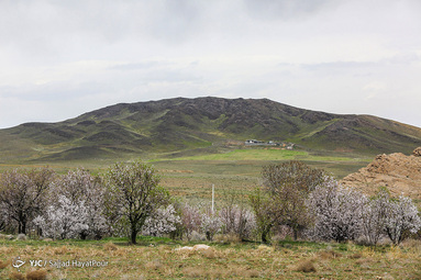 شکوفه های زیبای بهاری روستای ابرجس _ قم