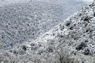 بارش اولین برف بهاری در گلستان