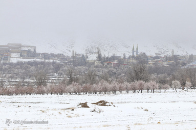 شکوفه‌های بهاری روستای انجدان استان مرکزی با شروع فصل بهار جوانه زده و شکوفا شده‌اند. اما بارش برف بهاری صحنه های زیبایی خلق می کند.