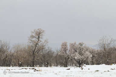 شکوفه‌های بهاری روستای انجدان استان مرکزی با شروع فصل بهار جوانه زده و شکوفا شده‌اند. اما بارش برف بهاری صحنه های زیبایی خلق می کند.