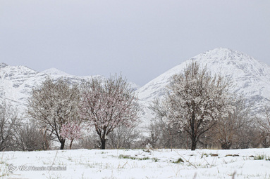 شکوفه‌های بهاری روستای انجدان استان مرکزی با شروع فصل بهار جوانه زده و شکوفا شده‌اند. اما بارش برف بهاری صحنه های زیبایی خلق می کند.