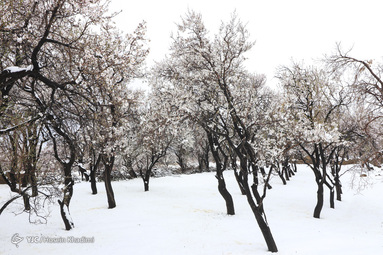 شکوفه‌های بهاری روستای انجدان استان مرکزی با شروع فصل بهار جوانه زده و شکوفا شده‌اند. اما بارش برف بهاری صحنه های زیبایی خلق می کند.