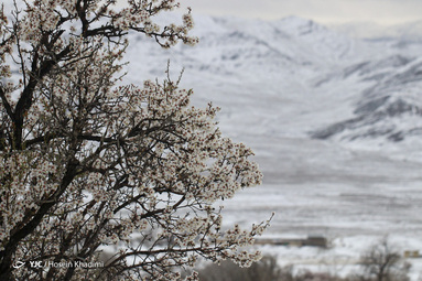 شکوفه‌های بهاری روستای انجدان استان مرکزی با شروع فصل بهار جوانه زده و شکوفا شده‌اند. اما بارش برف بهاری صحنه های زیبایی خلق می کند.