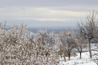 شکوفه‌های بهاری روستای انجدان استان مرکزی با شروع فصل بهار جوانه زده و شکوفا شده‌اند. اما بارش برف بهاری صحنه های زیبایی خلق می کند.